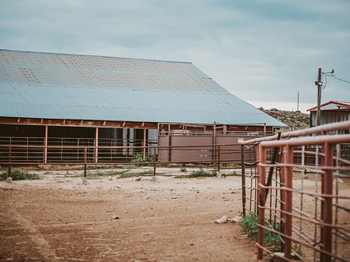 Reeder Cattle