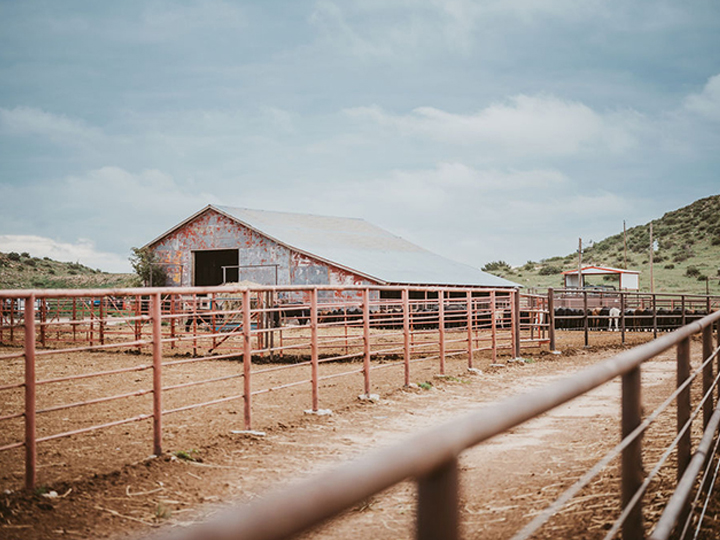 Reeder Cattle