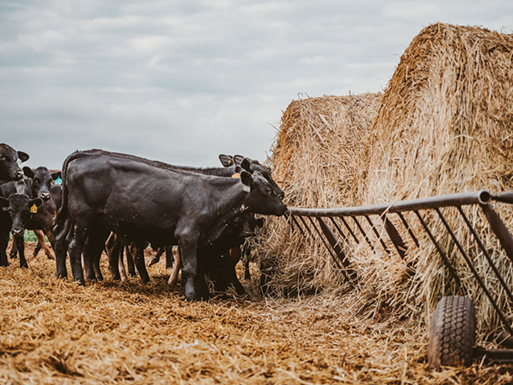 Reeder Cattle