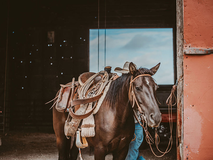 Reeder Cattle