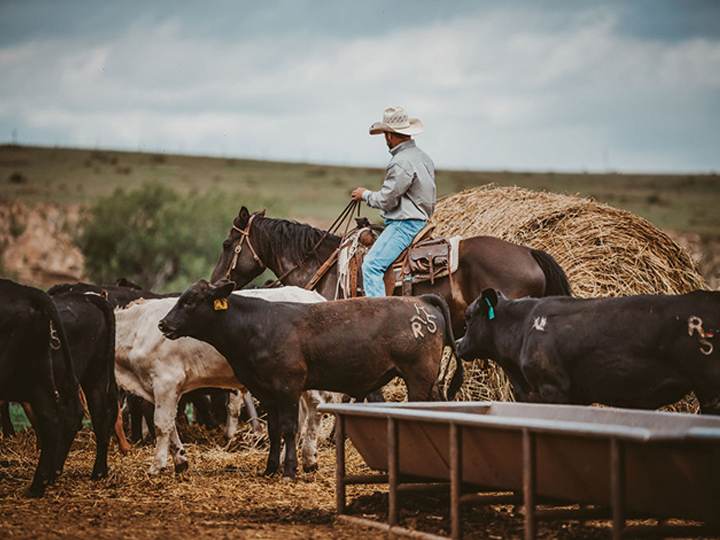 Reeder Cattle