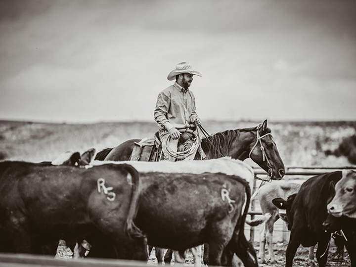 Reeder Cattle