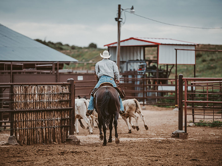 Reeder Cattle