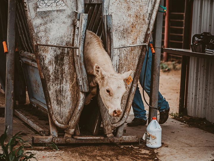 Reeder Cattle