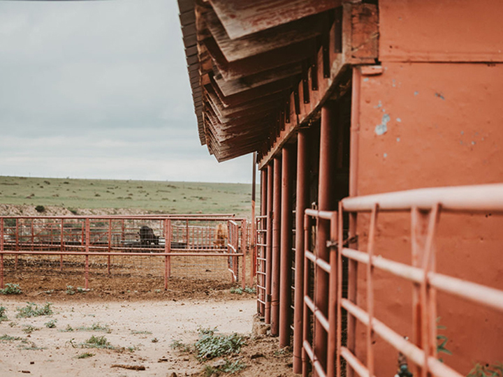 Reeder Cattle