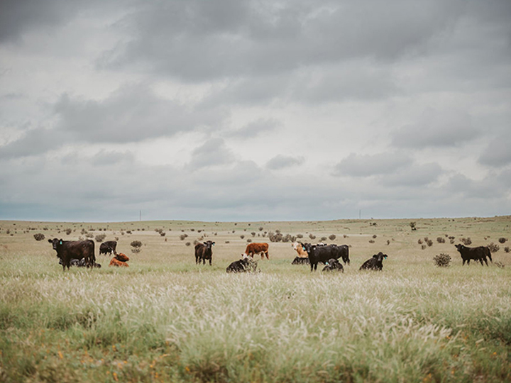 Reeder Cattle