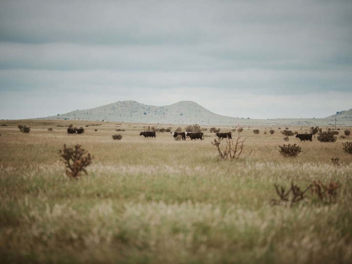 Reeder Cattle