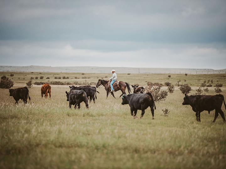 Reeder Cattle