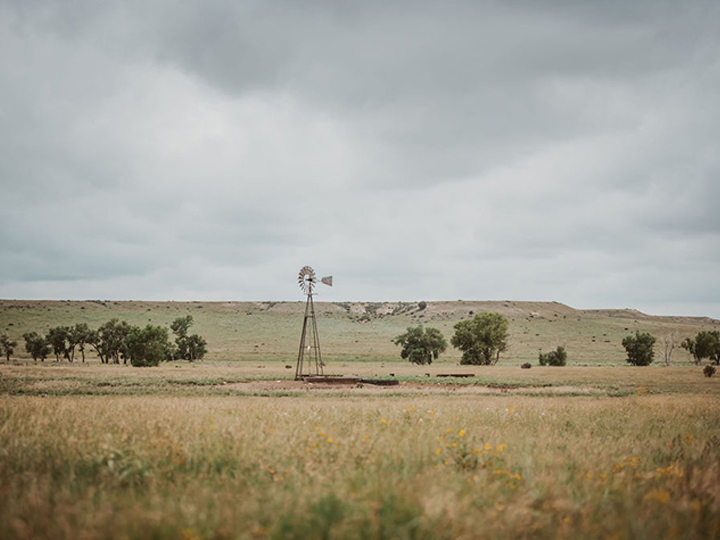 Reeder Cattle