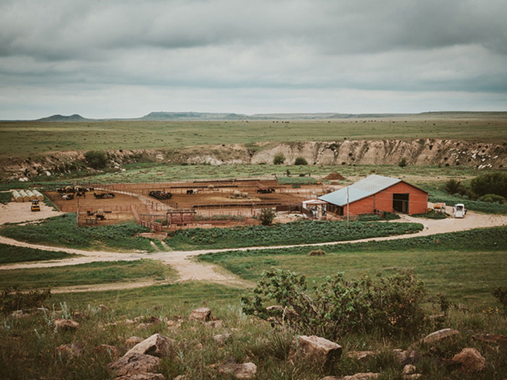 Reeder Cattle