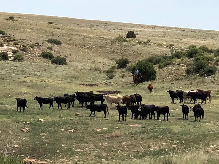 Reeder Cattle