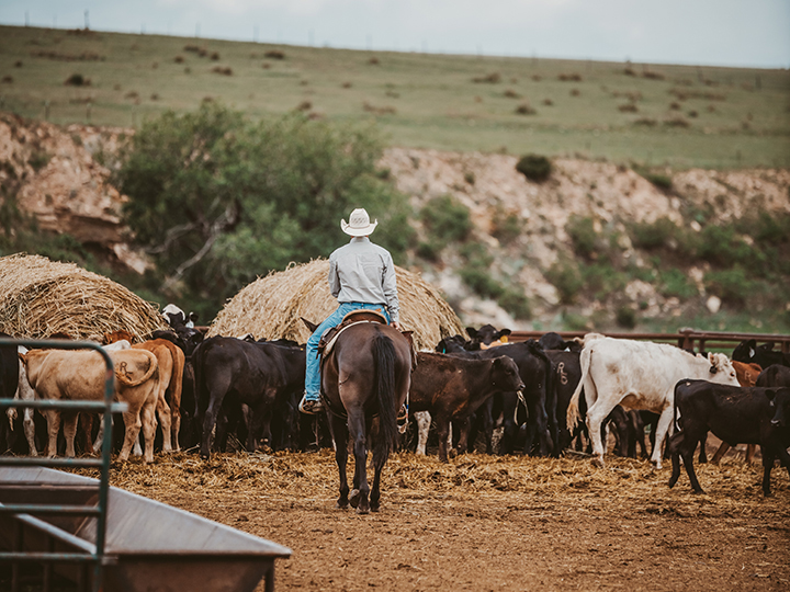 Reeder Cattle