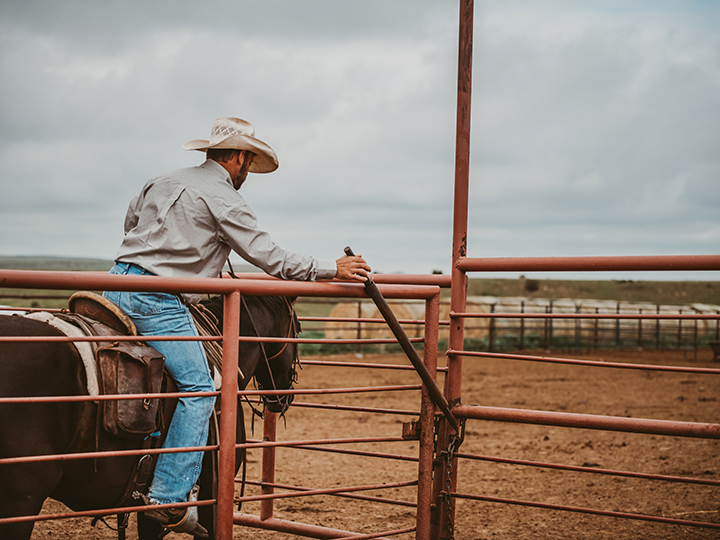 Reeder Cattle