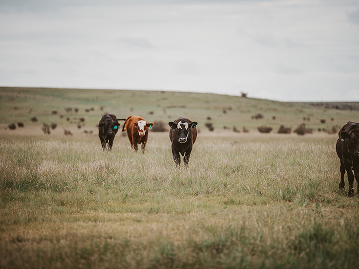 Reeder Cattle