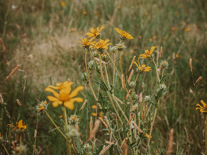 Reeder Cattle